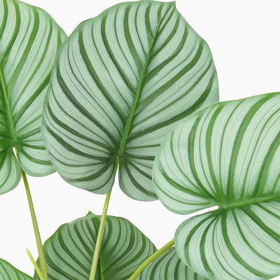Ligne Deco - Plante verte calathea artificiel 100cm - Image 3