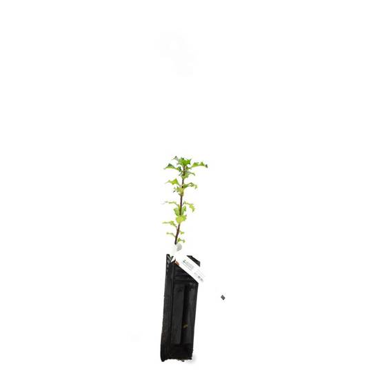 Houx commun (Ilex aquifolium) - Godet - Taille 10cm - Pépinières Naudet - Image 3