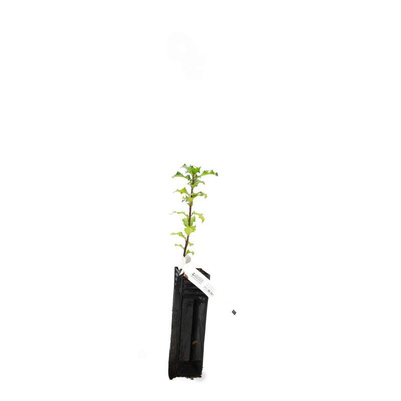 Houx commun (Ilex aquifolium) - Godet - Taille 10cm - Pépinières Naudet - Image 3