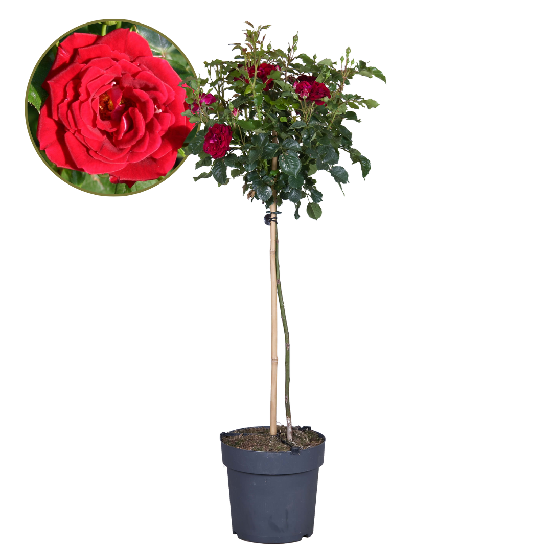 Rosier sur tige - Rosa palace ‘Pride' - Hauteur 80-100cm - ⌀19cm - Imagen 1