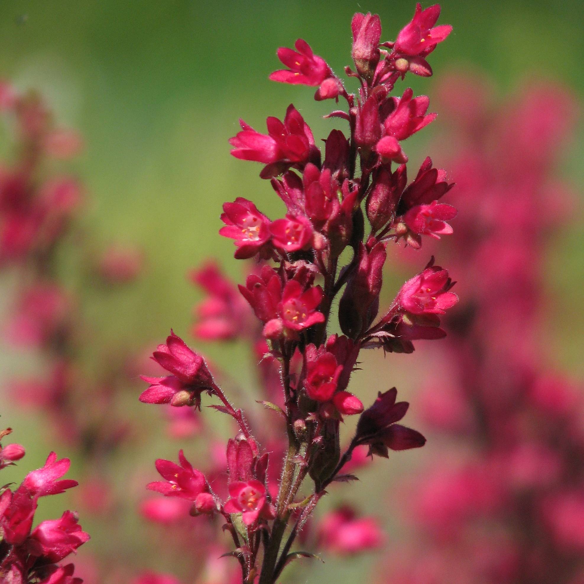 Heuchère rouge sang - Heuchera sanguinea Leuchtkäfer Pot de 2L/3L