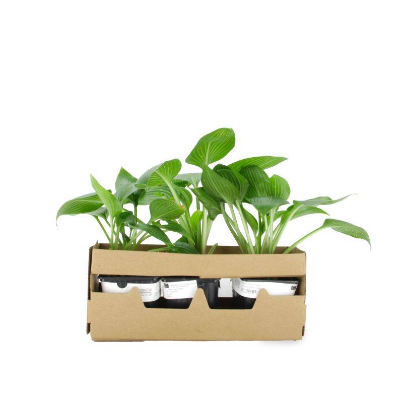 3 Hostas 'Devon Green' (Hosta 'Devon Green') - Lot de 3 vivaces - Pépinières Naudet - Imagen 4