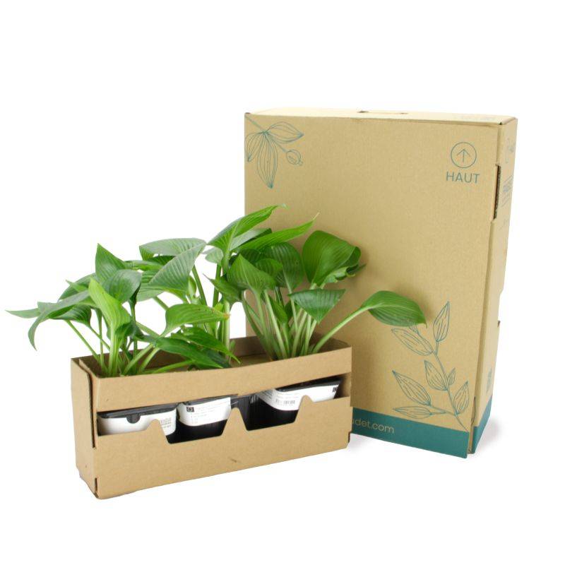 3 Hostas 'Devon Green' (Hosta 'Devon Green') - Lot de 3 vivaces - Pépinières Naudet - Imagen 5