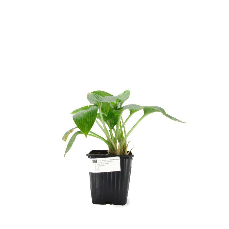 3 Hostas 'Devon Green' (Hosta 'Devon Green') - Lot de 3 vivaces - Pépinières Naudet - Imagen 2