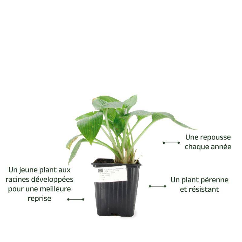 3 Hostas 'Devon Green' (Hosta 'Devon Green') - Lot de 3 vivaces - Pépinières Naudet - Imagen 3