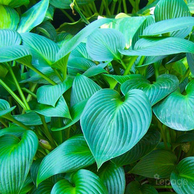 3 Hostas 'Devon Green' (Hosta 'Devon Green') - Lot de 3 vivaces - Pépinières Naudet - Imagen 1