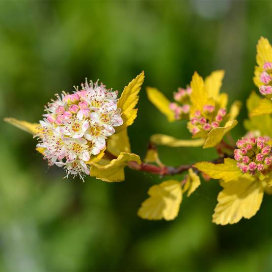 Physocarpus opulifolius Tiny Wine Gold Pot de 2L/3L - Image 1