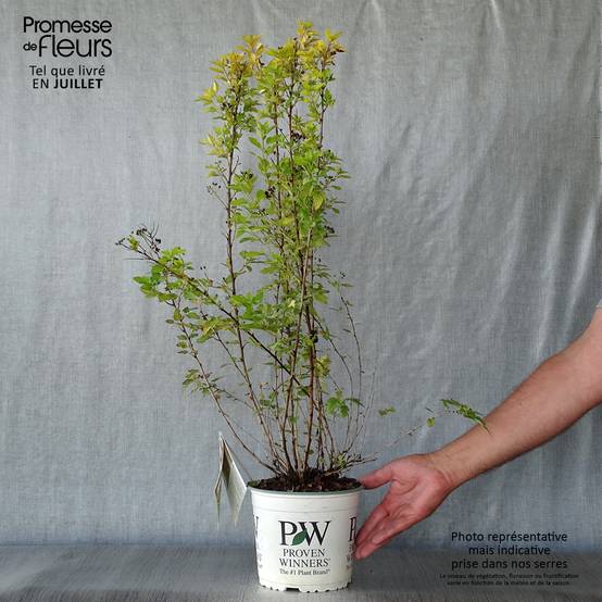 Physocarpus opulifolius Tiny Wine Gold Pot de 2L/3L - Image 2