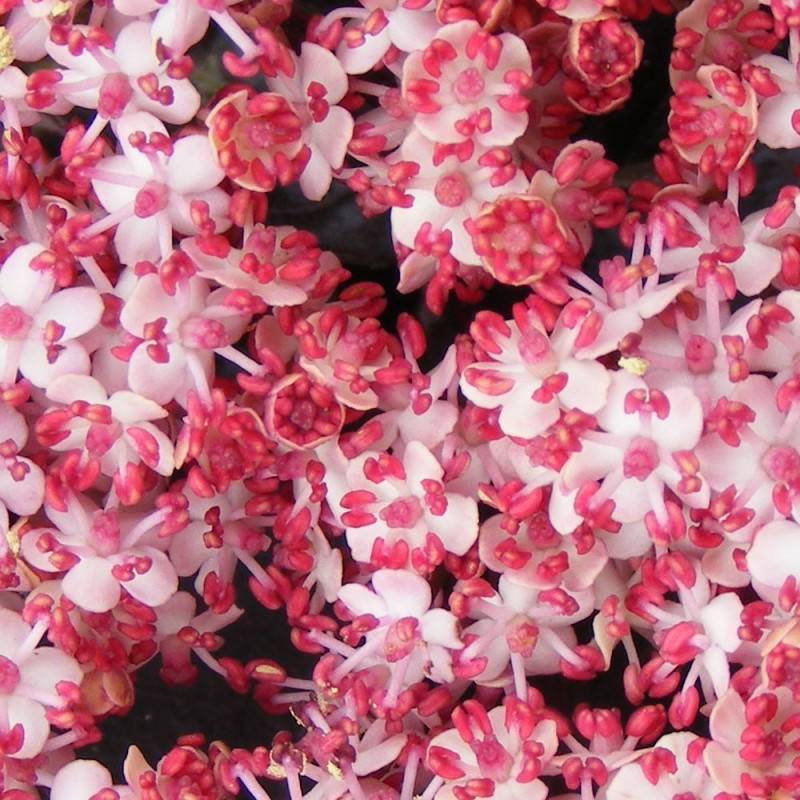 Sureau noir Black Tower® 'Eiffel1', Sambucus à fleurs Rose - feuillage Caduc - Pot de 3L - 20/40 cm-  hauteur à maturité De 2,50 m à 3,00 m - Imagen 4