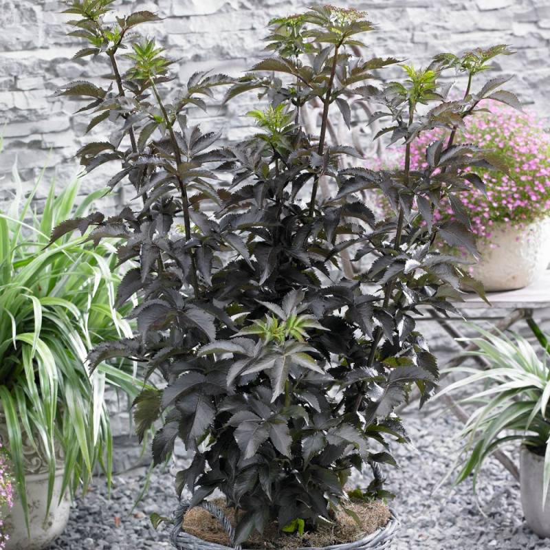 Sureau noir Black Tower® 'Eiffel1', Sambucus à fleurs Rose - feuillage Caduc - Pot de 3L - 20/40 cm-  hauteur à maturité De 2,50 m à 3,00 m - Imagen 1