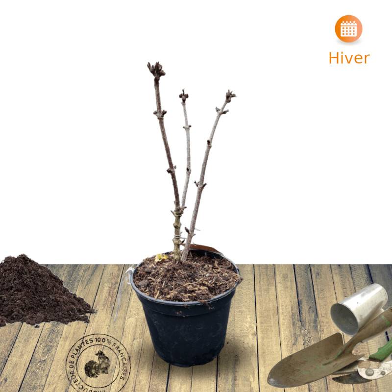 Sureau noir Black Tower® 'Eiffel1', Sambucus à fleurs Rose - feuillage Caduc - Pot de 3L - 20/40 cm-  hauteur à maturité De 2,50 m à 3,00 m - Imagen 7
