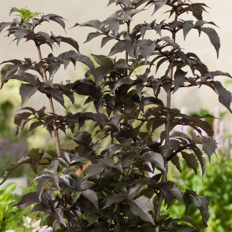 Sureau noir Black Tower® 'Eiffel1', Sambucus à fleurs Rose - feuillage Caduc - Pot de 3L - 20/40 cm-  hauteur à maturité De 2,50 m à 3,00 m - Imagen 3