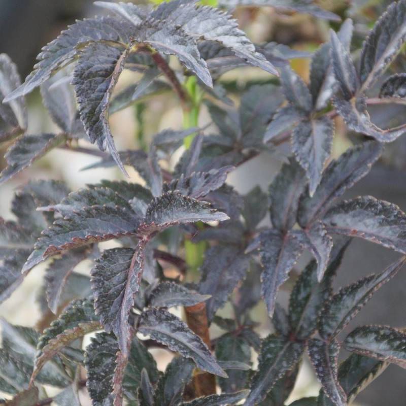 Sureau noir Black Tower® 'Eiffel1', Sambucus à fleurs Rose - feuillage Caduc - Pot de 3L - 20/40 cm-  hauteur à maturité De 2,50 m à 3,00 m - Imagen 6