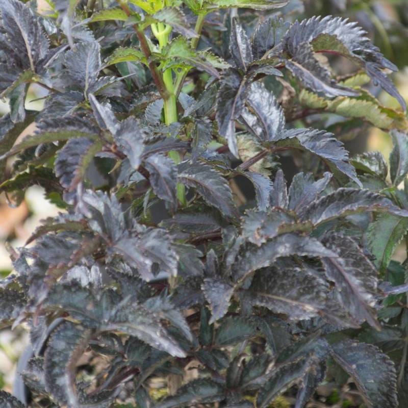 Sureau noir Black Tower® 'Eiffel1', Sambucus à fleurs Rose - feuillage Caduc - Pot de 3L - 20/40 cm-  hauteur à maturité De 2,50 m à 3,00 m - Imagen 5