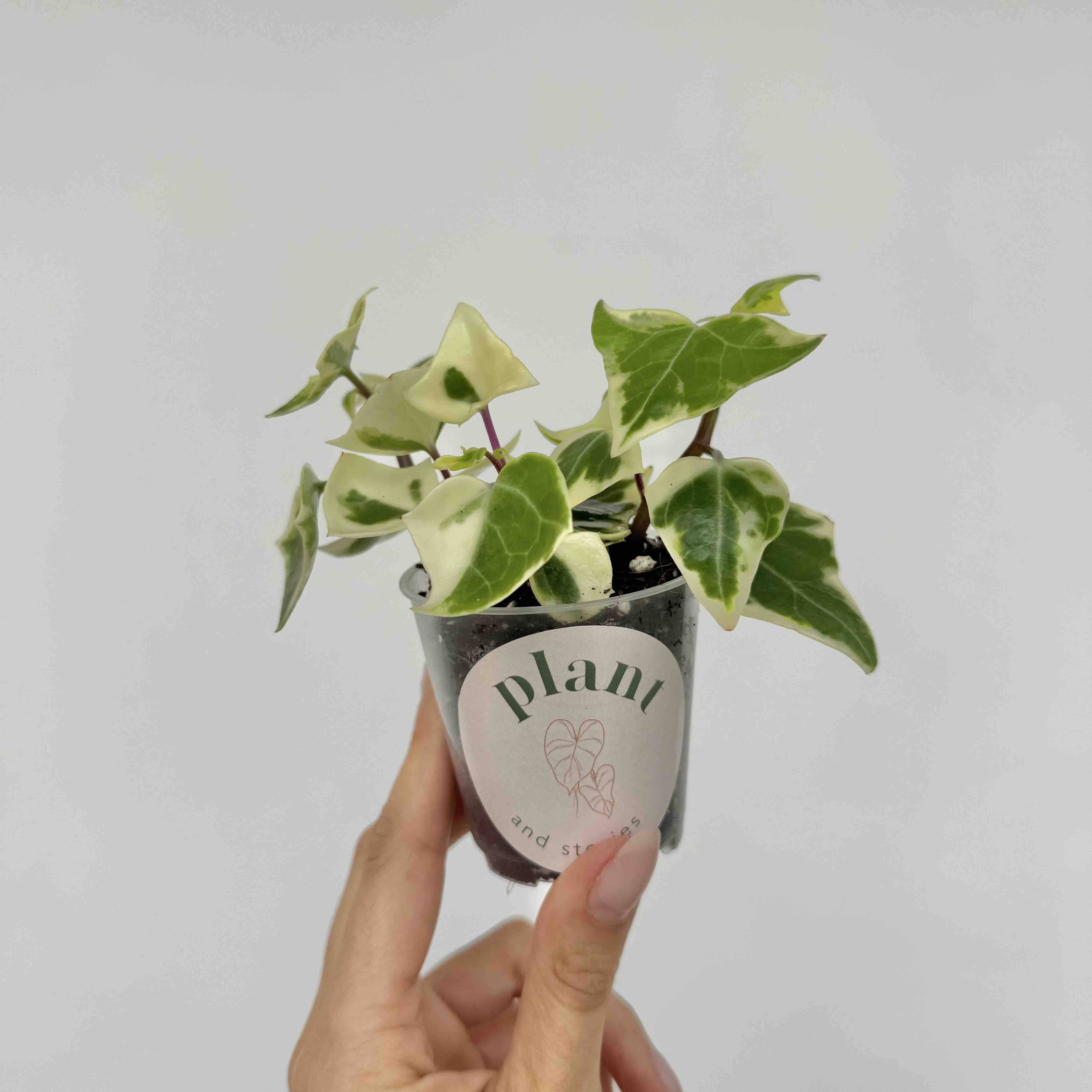Senecio Macroglossus Variegatus - Pot de 6cm - Plantes d'intérieur