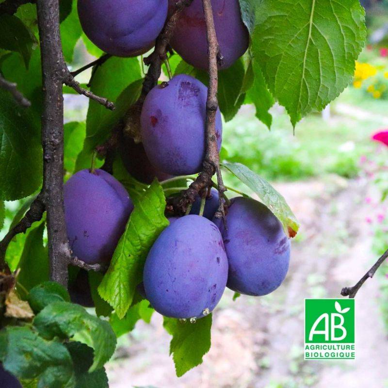 Prunier 'Belle de Louvain' BIO (Prunus domestica 'Belle de Louvain') - Scion de 100 à 150cm - Pépinières Naudet - Imagen 1