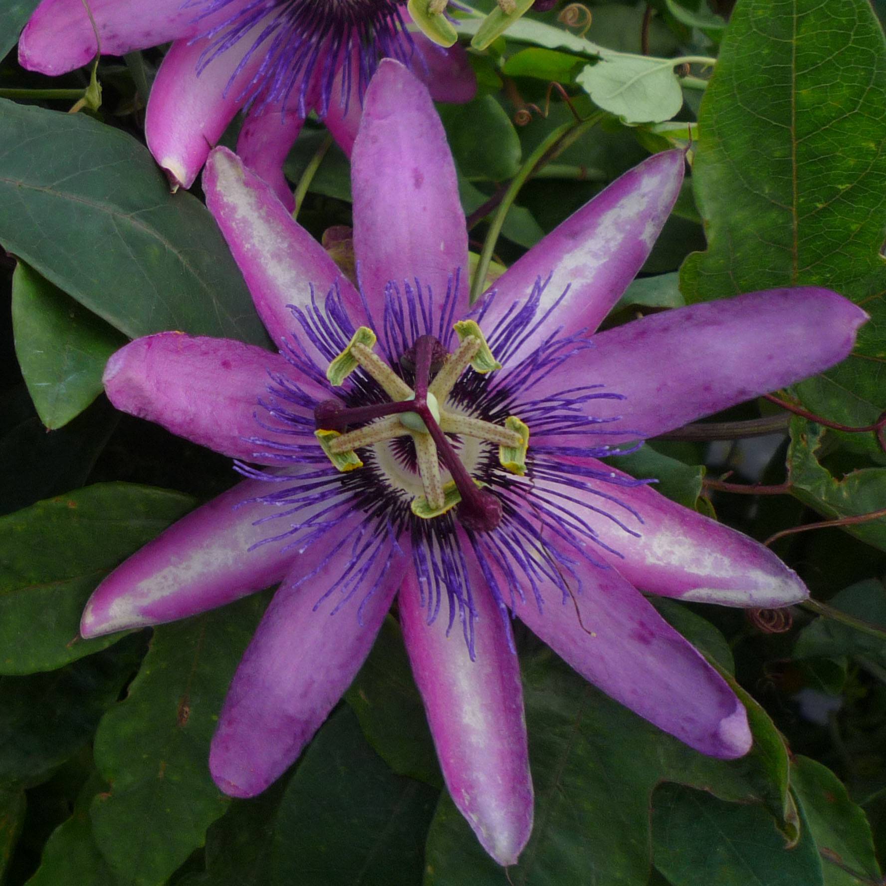 Promesse de Fleurs - Passiflore Violacea (Amethyst, amethystina) Pot de 2L/3L