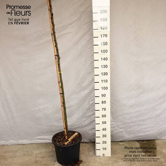 Morus alba Fruitless - Mûrier blanc stérile Pot de 18L/20L, Haute-Tige, Haute Tige 8/10 - Image 2