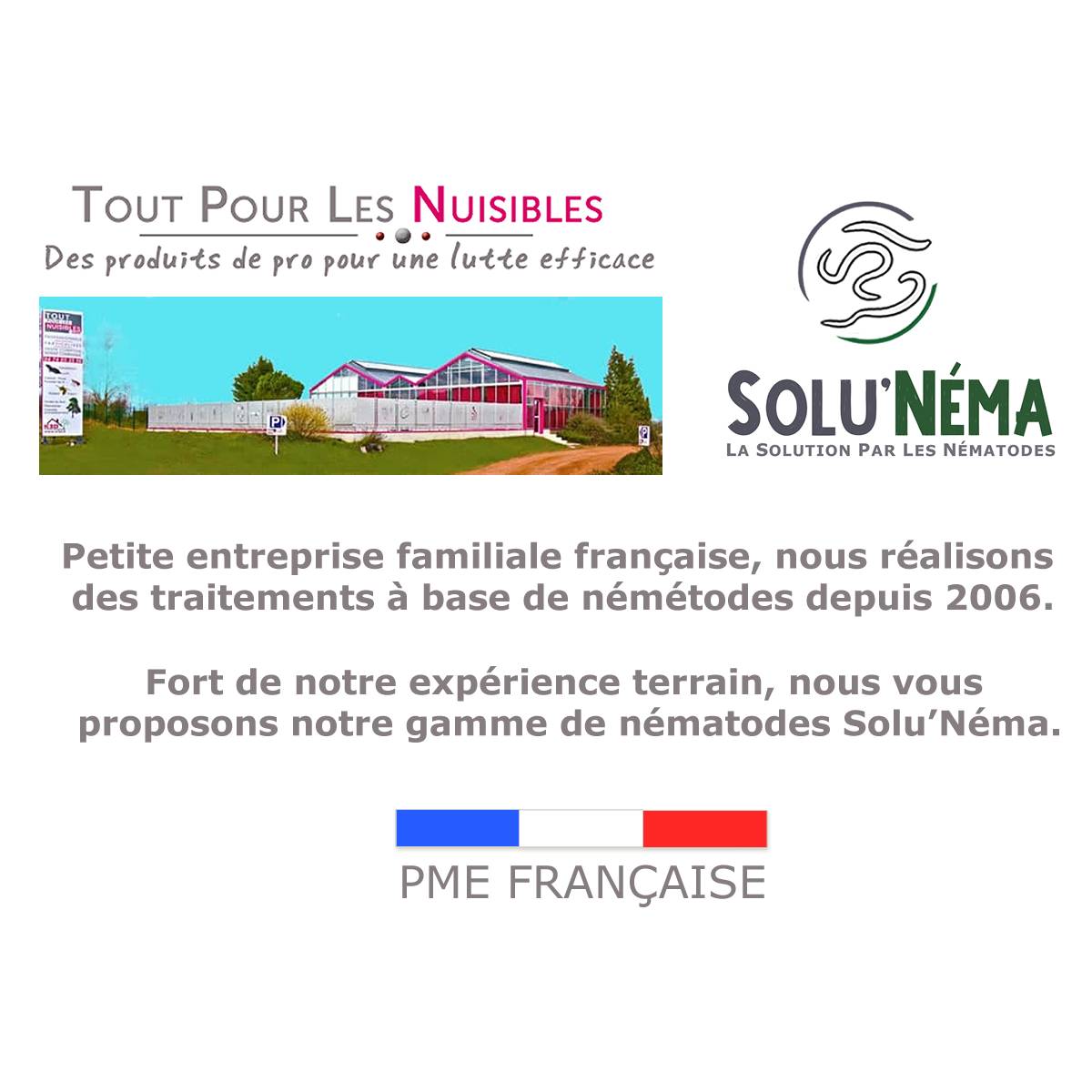 Solu'Néma - Kit 5 millions Nématodes contre les Thrips + 10 pièges collants XXL pour traiter 50 pots - Image 5