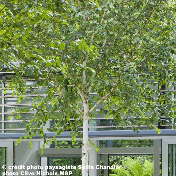 Bouleau de l'Himalaya - Betula utilis jacquemontii Pot de 4L/5L