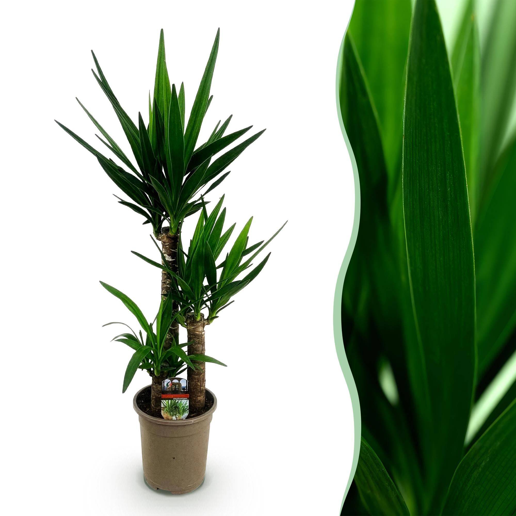 La Green Touch - Yucca Elephantipes - D21 H100cm - Image 2