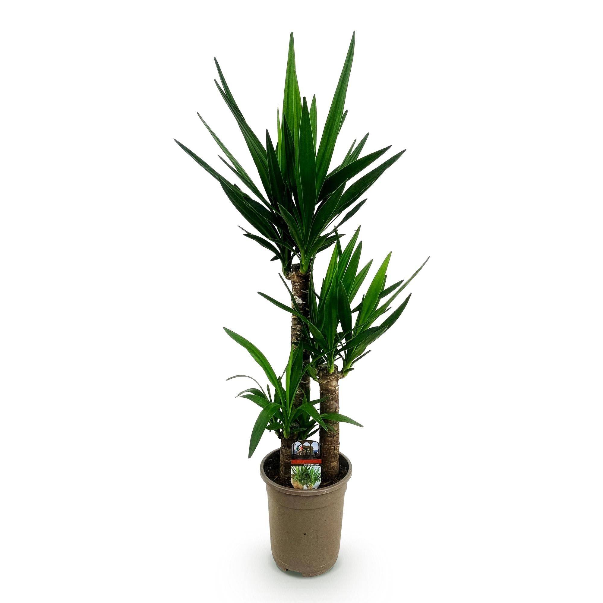La Green Touch - Yucca Elephantipes - D21 H100cm - Image 3