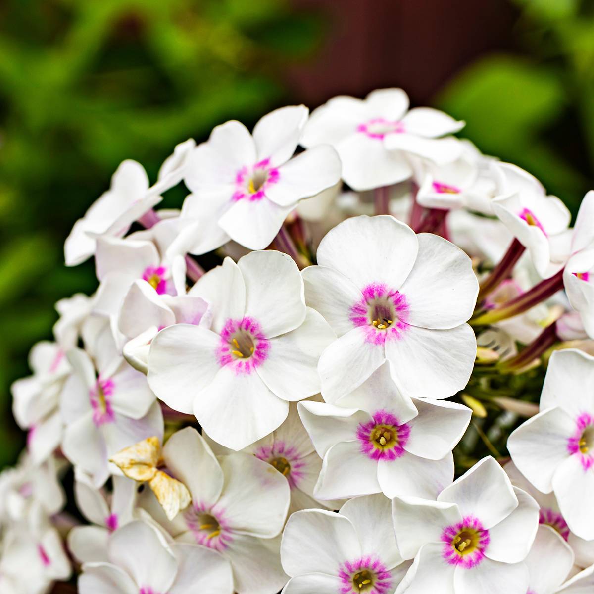 Phlox paniculata Mike's Favourite Pot de 2L/3L