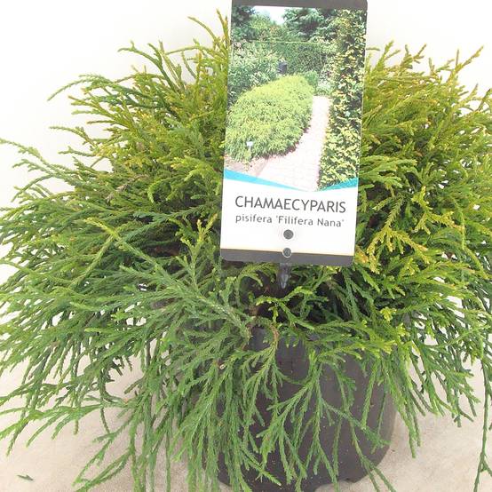 Chamaecyparis pisifera Filifera Nana - Cyprès Sawara Pot de 2L/3L - Image 1
