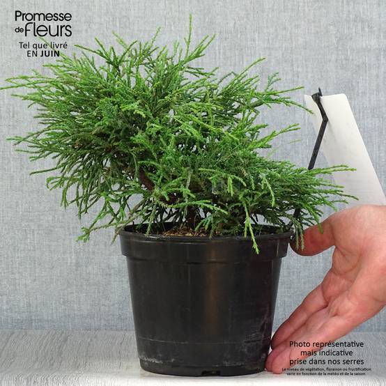 Chamaecyparis pisifera Filifera Nana - Cyprès Sawara Pot de 2L/3L - Image 2