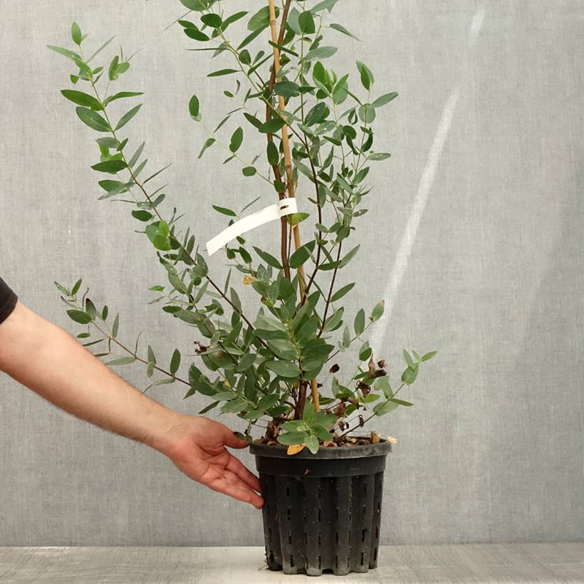 Promesse de Fleurs - Eucalyptus nitida - Gommier menthe de Smithton Pot de 4L/5L, Pot anti-chignon - Image 2