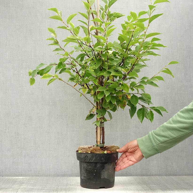 Styrax japonicus Snowfall - Styrax japonais Pot de 4L/5L - Image 2