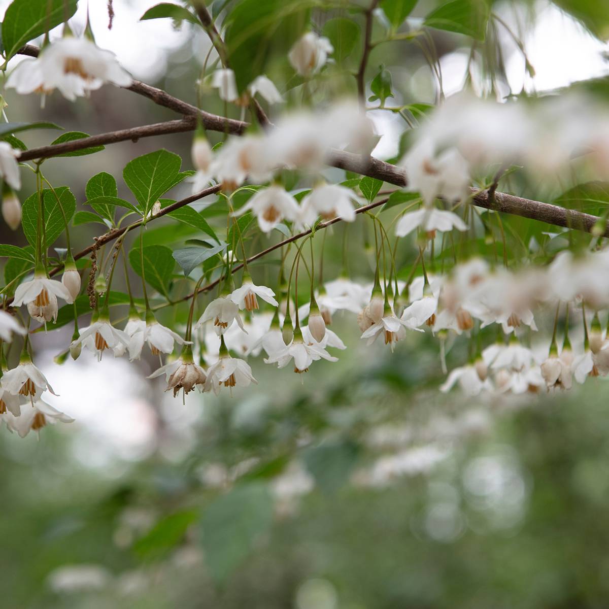 Styrax japonicus Snowfall - Styrax japonais Pot de 4L/5L - Image 1