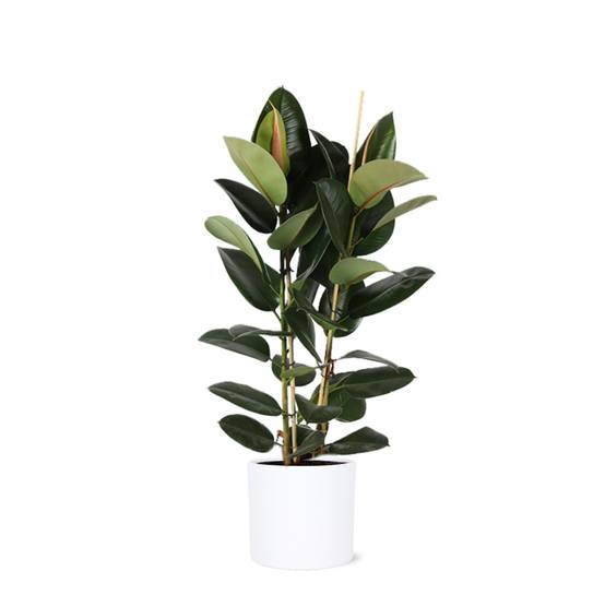 Ficus Elastica Robusta et son pot- La Green Touch Relief Blanc - Hauteur 110cm