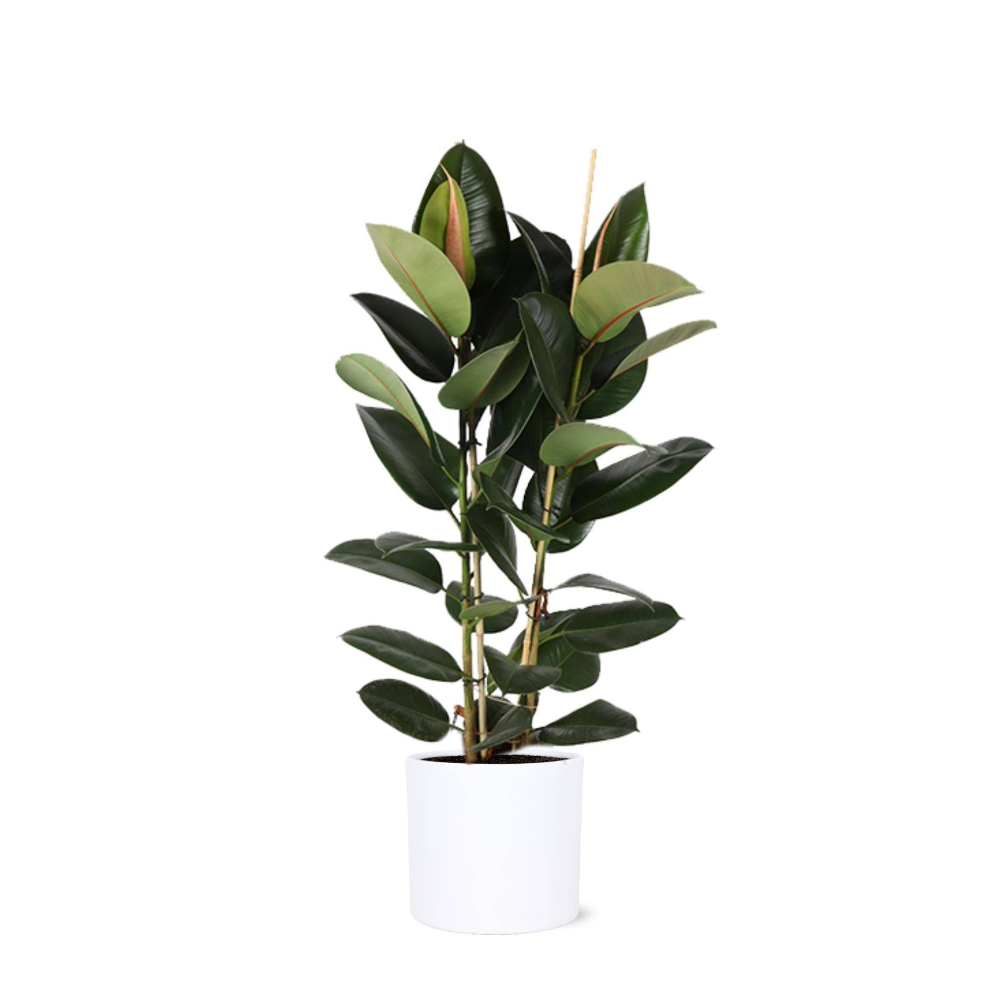 Ficus Elastica Robusta et son pot- La Green Touch Relief Blanc - Hauteur 110cm
