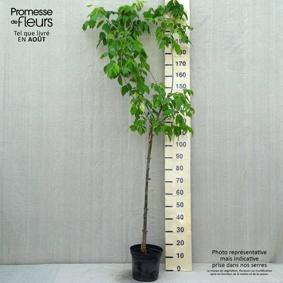Érable à feuille de frêne doré - Acer negundo Kelly's Gold Pot de 3L/4L - Image 2