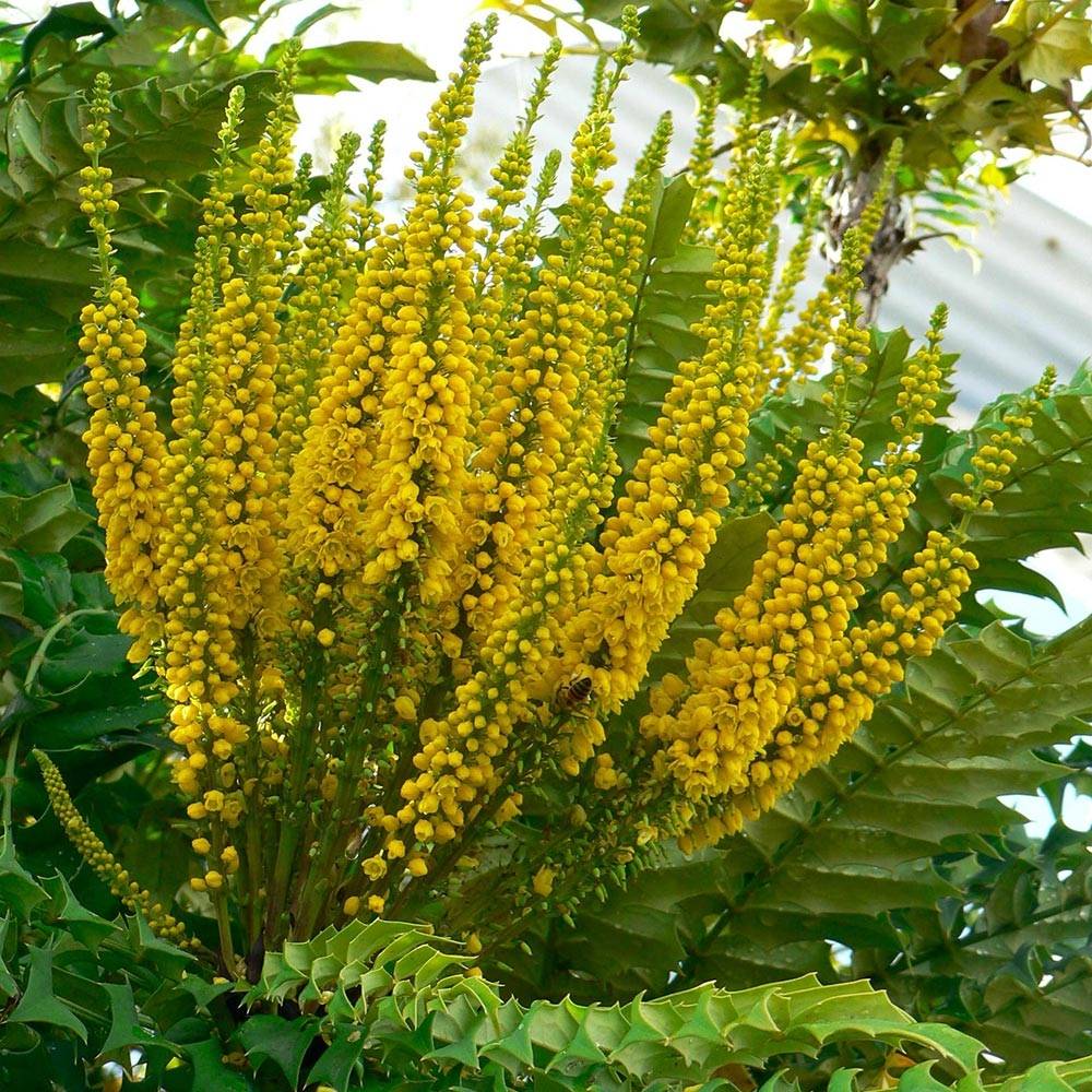 Mahonia bealei Pot de 3L/4L