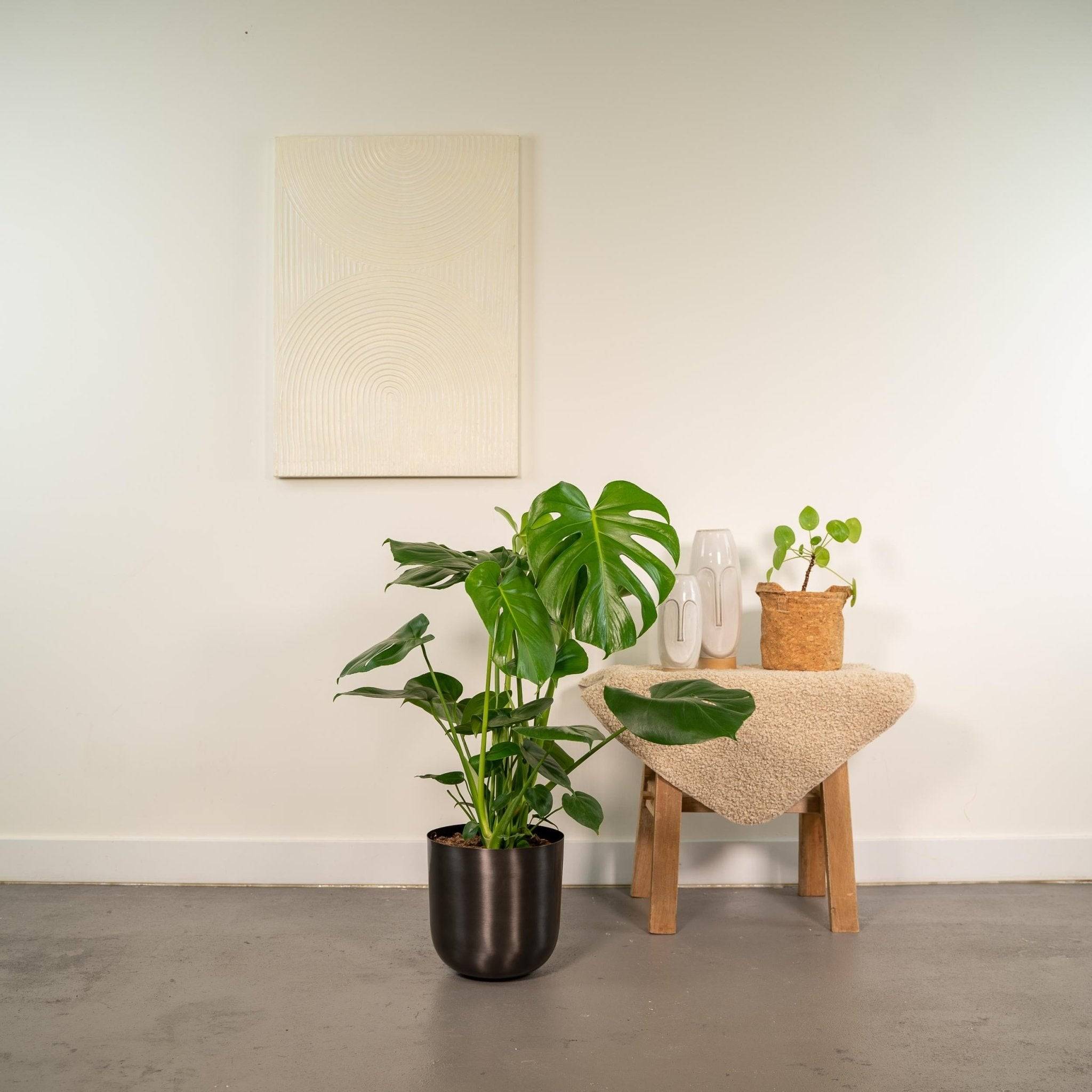 Monstera deliciosa et son cache-pot noir 65cm - Plante d'intérieur- La Green Touch - Imagen 3