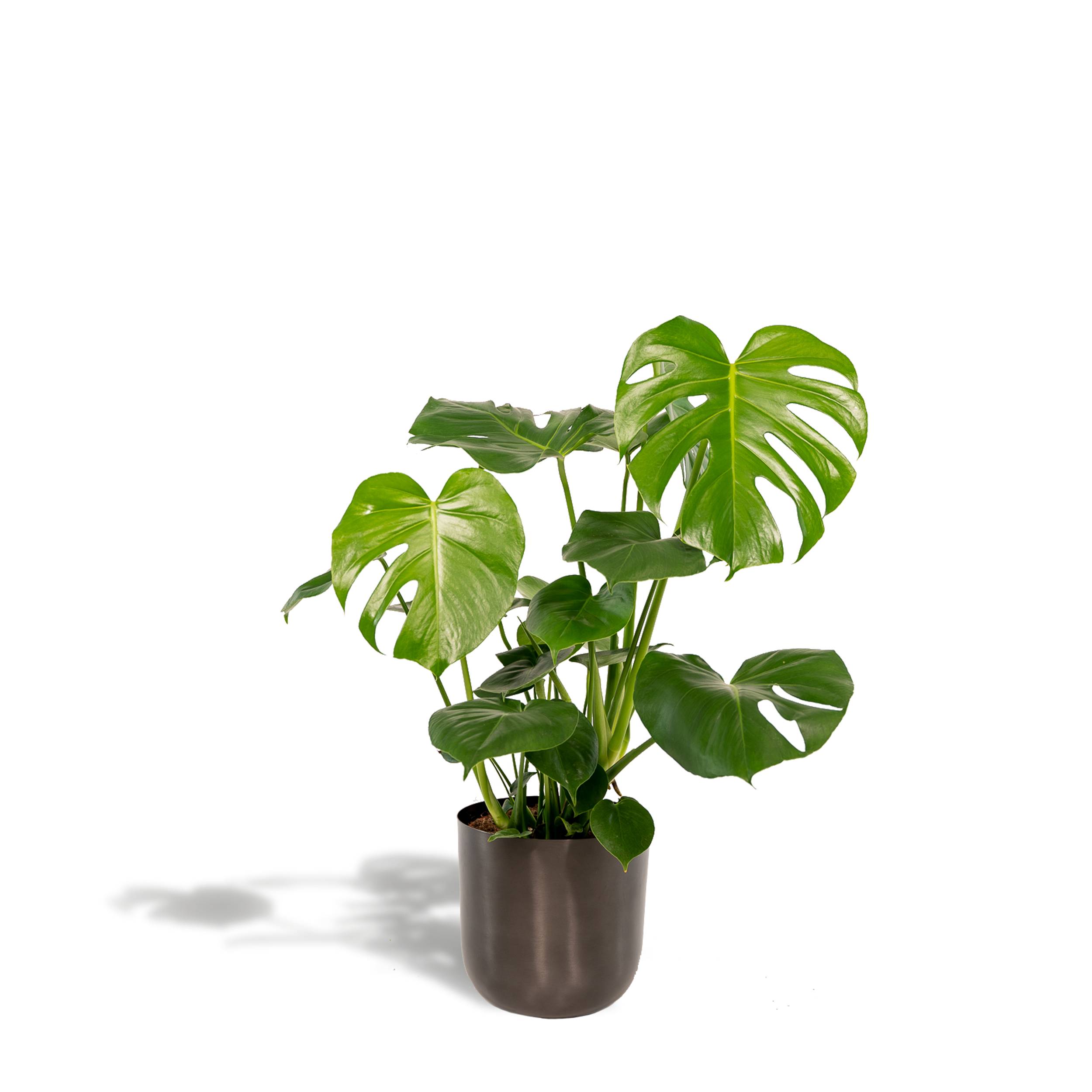 Monstera deliciosa et son cache-pot noir 65cm - Plante d'intérieur- La Green Touch - Imagen 1