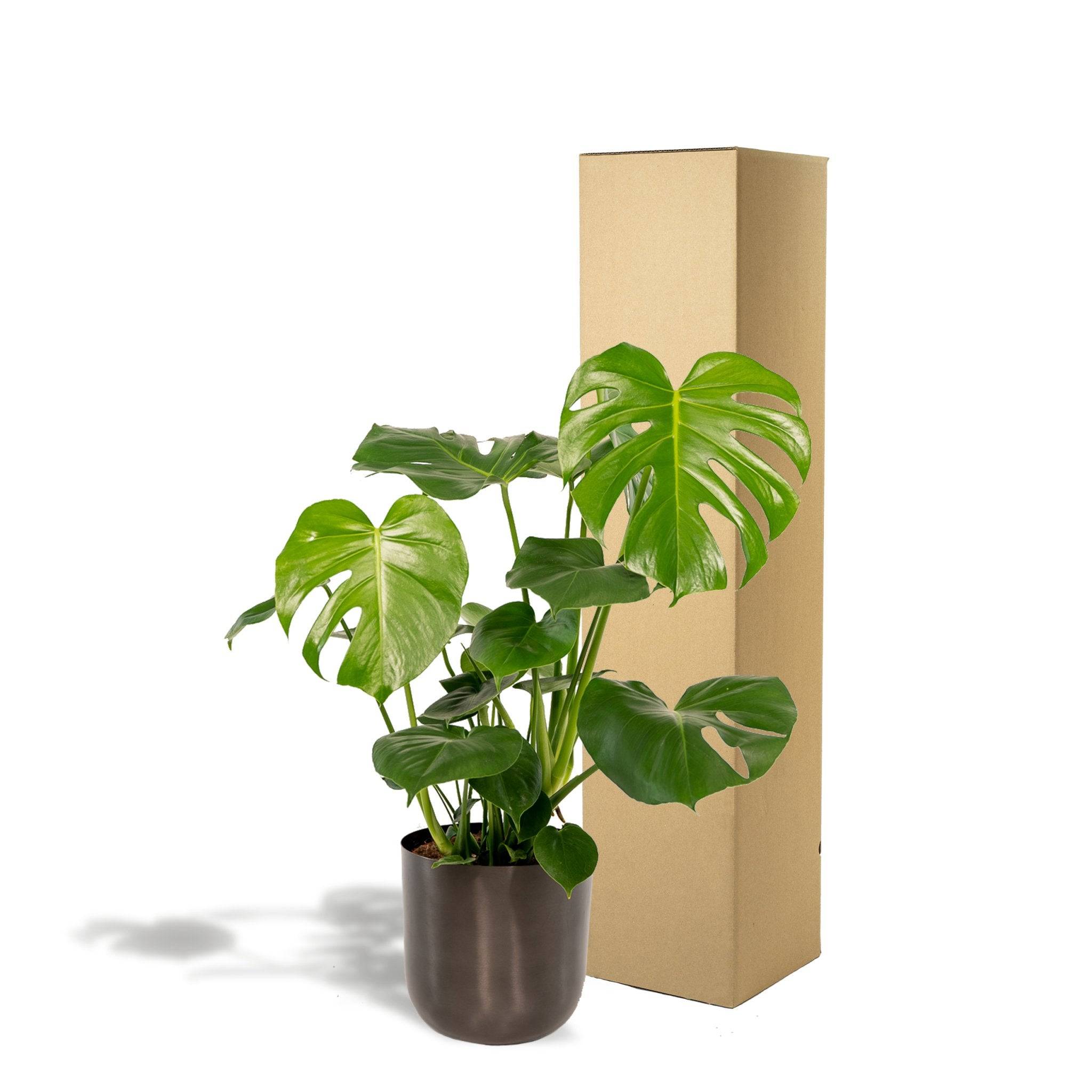 Monstera deliciosa et son cache-pot noir 65cm - Plante d'intérieur- La Green Touch - Imagen 6