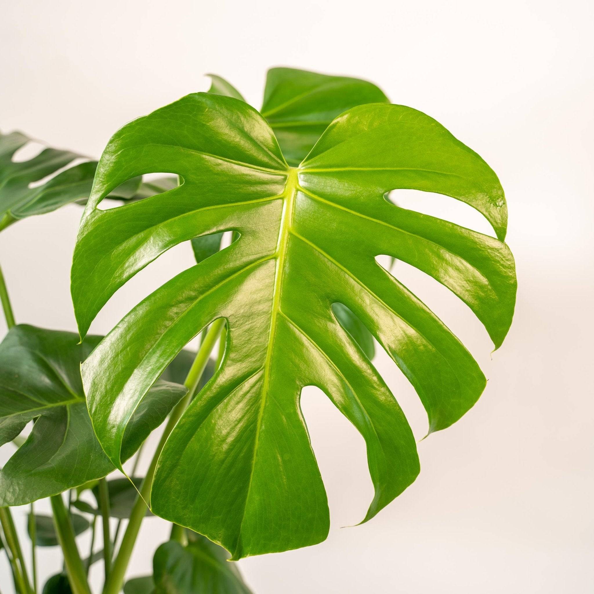 Monstera deliciosa et son cache-pot noir 65cm - Plante d'intérieur- La Green Touch - Imagen 4