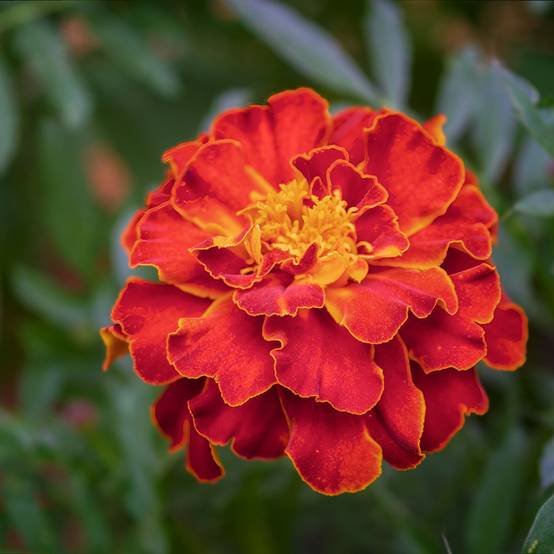 Graines d'Oeillet d'Inde Scarlet Sophie - Tagetes patula le sachet de 300 graines environ (1g)