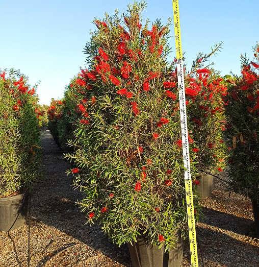 0 - Callistemon viminalis 'Captain Cook' (Rince bouteille) Pot de 280L 200/250cm - Image 1