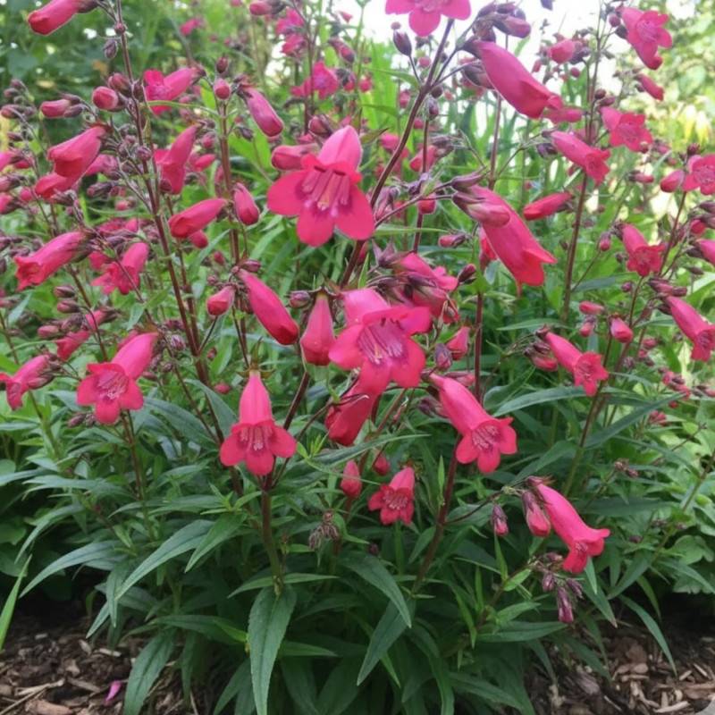Penstemon Southgate Gem à fleurs Rose/ - feuillage Caduc - Godet - 5/20 cm - Imagen 1