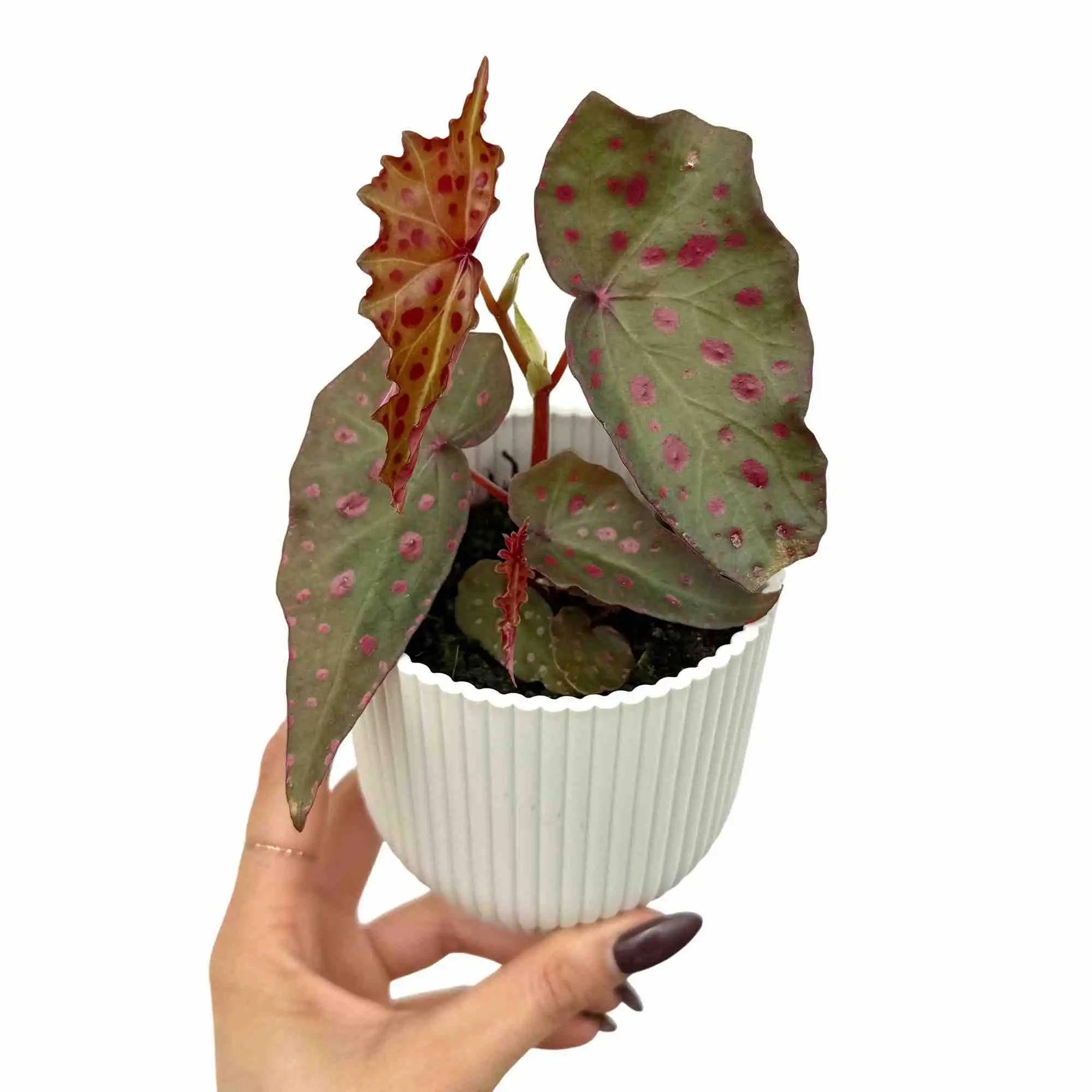 Begonia Amphioxus x Malachosticta - Pot de 8cm - Plantes d'intérieur - Image 1