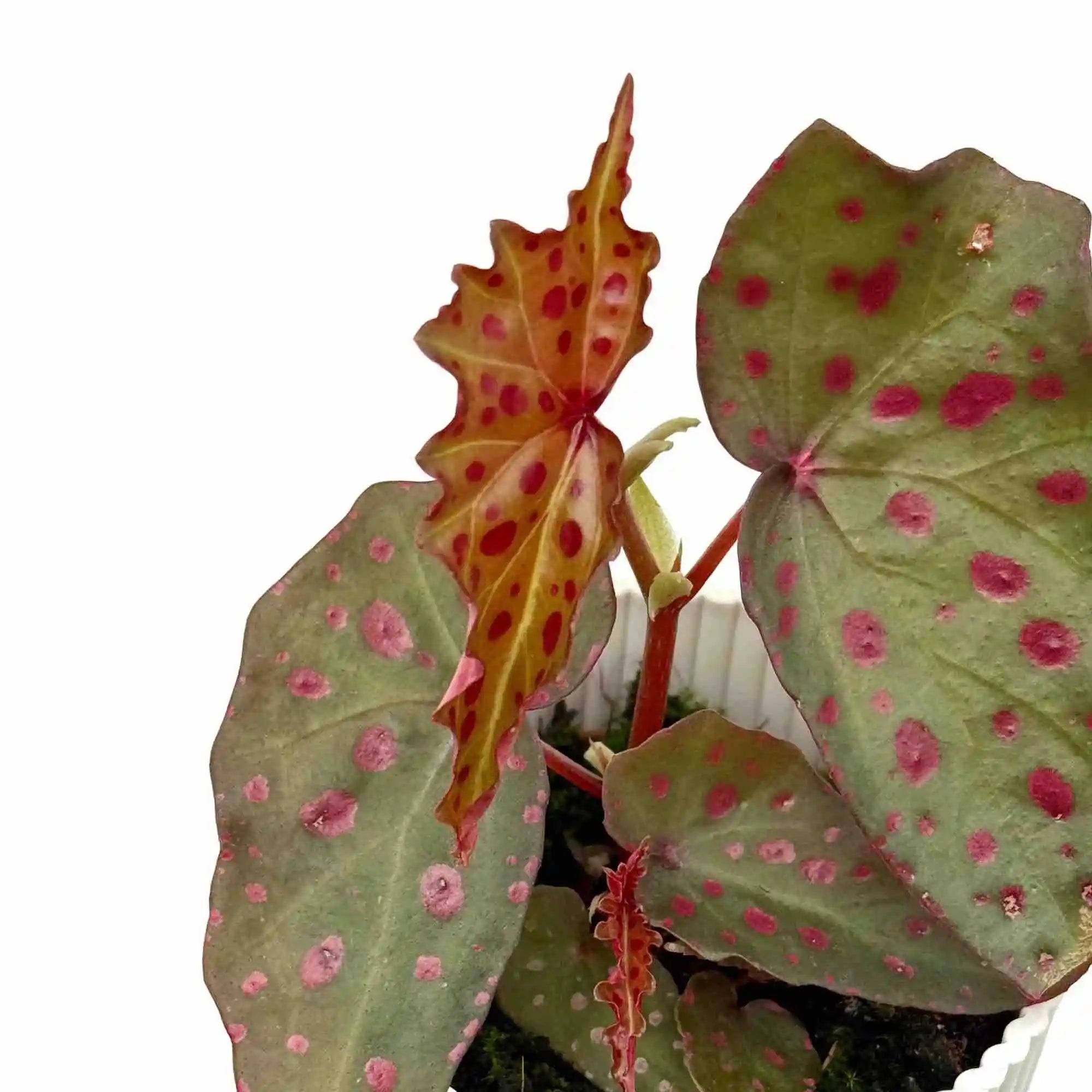 Begonia Amphioxus x Malachosticta - Pot de 8cm - Plantes d'intérieur - Image 2
