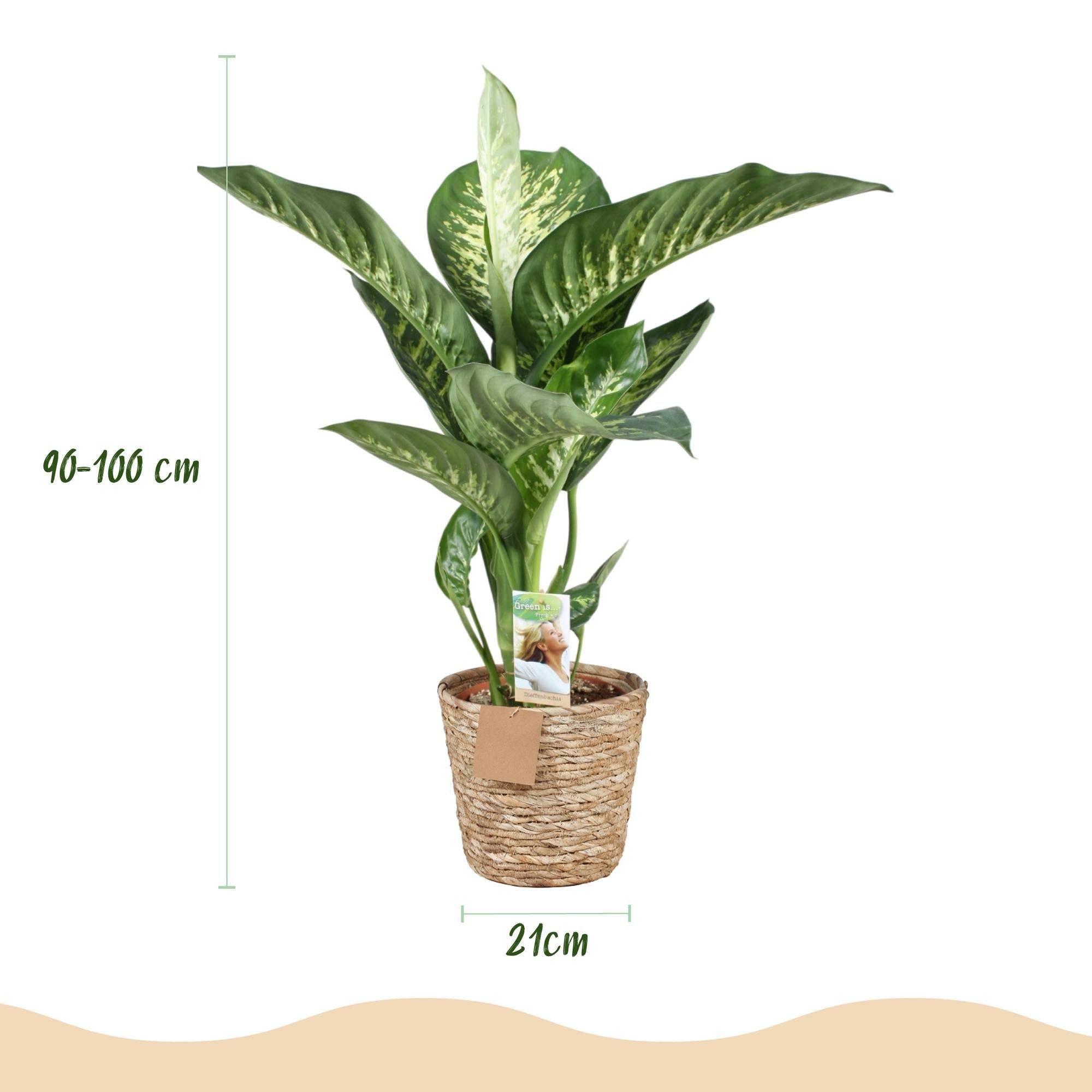 La Green Touch - Dieffenbachia Tropic Snow - D21 H100cm - Image 2