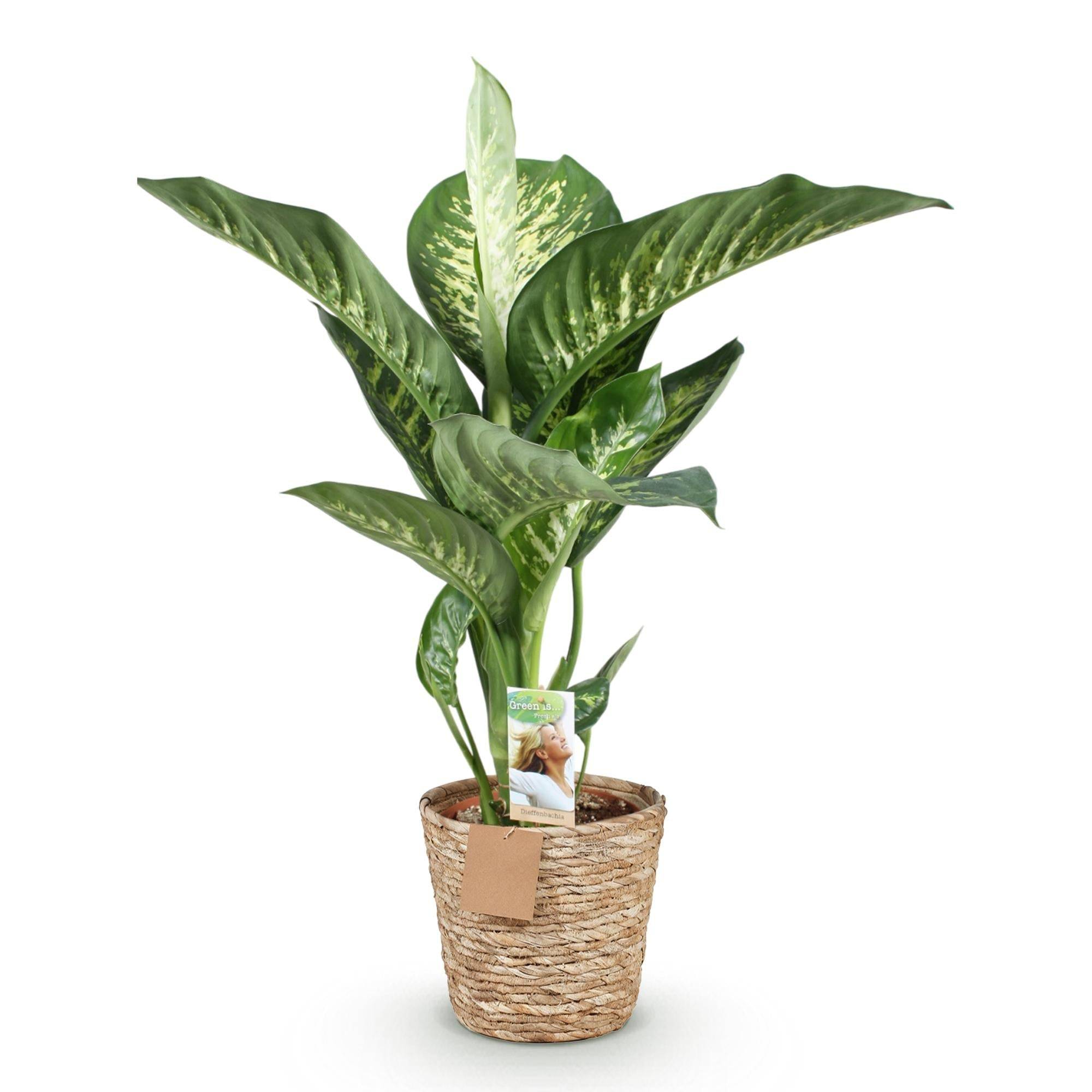La Green Touch - Dieffenbachia Tropic Snow - D21 H100cm - Image 4
