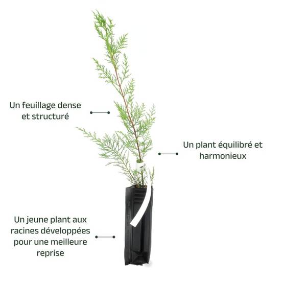 Cyprès de Leyland (Cupressocyparis leylandii) - Godet - Taille 20/40cm - Pépinières Naudet - Imagen 3