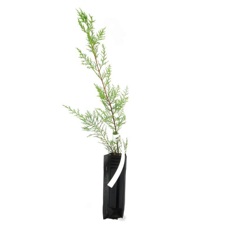 Cyprès de Leyland (Cupressocyparis leylandii) - Godet - Taille 20/40cm - Pépinières Naudet - Imagen 2