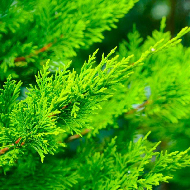 Cyprès de Leyland (Cupressocyparis leylandii) - Godet - Taille 20/40cm - Pépinières Naudet